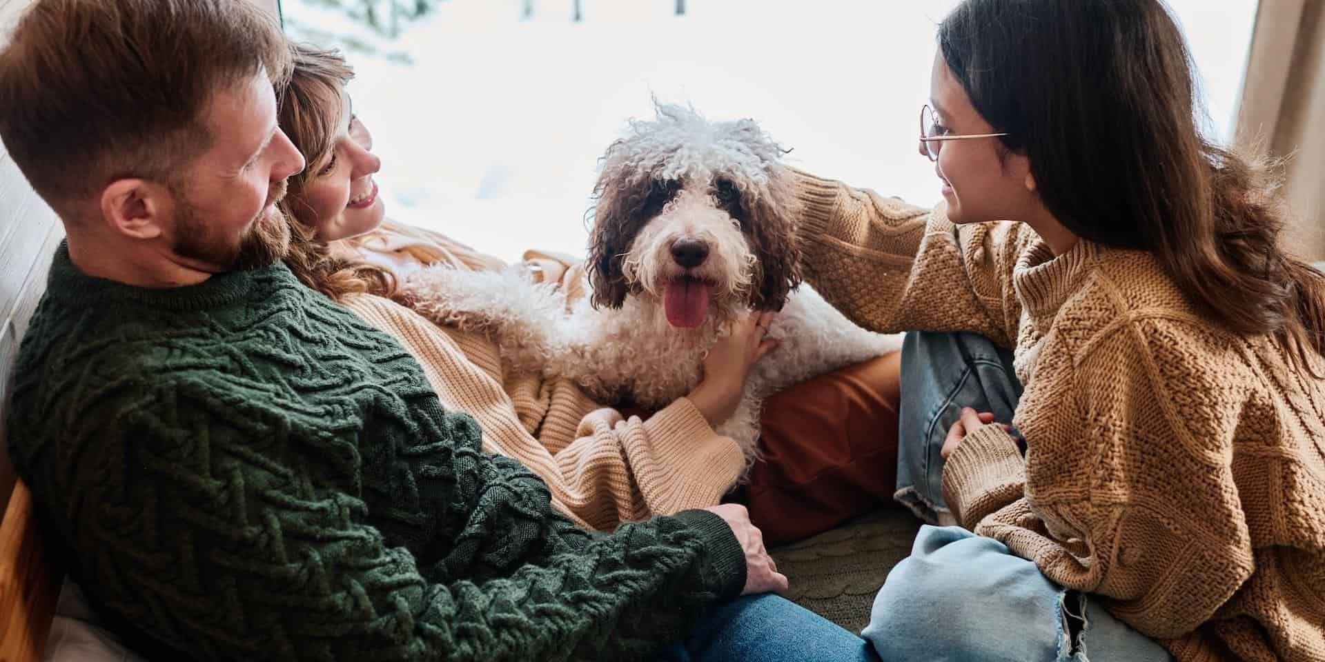 Cozy indoor scene with dog.